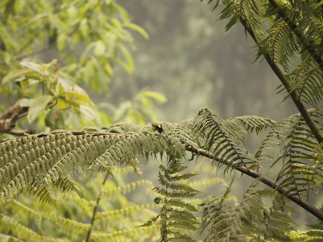 Munlom Nature Resort主图