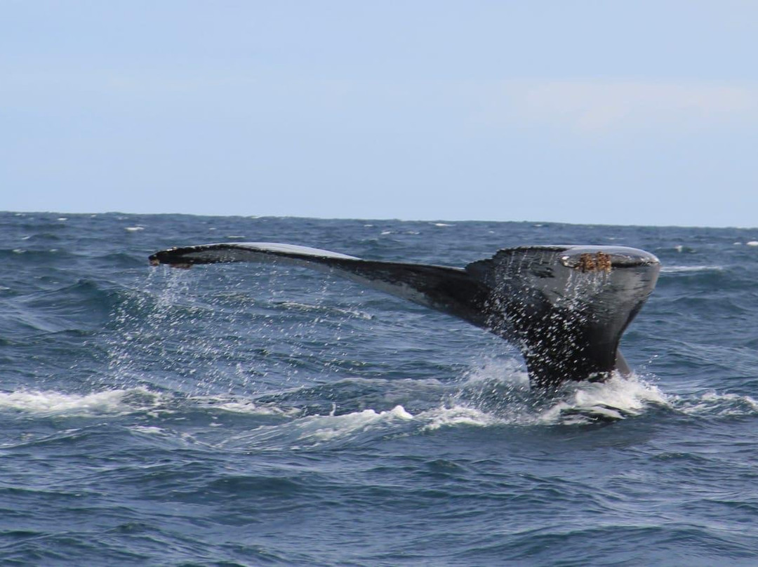 Whale Watching mit CaboKaiTours-萨尔雷必去景点