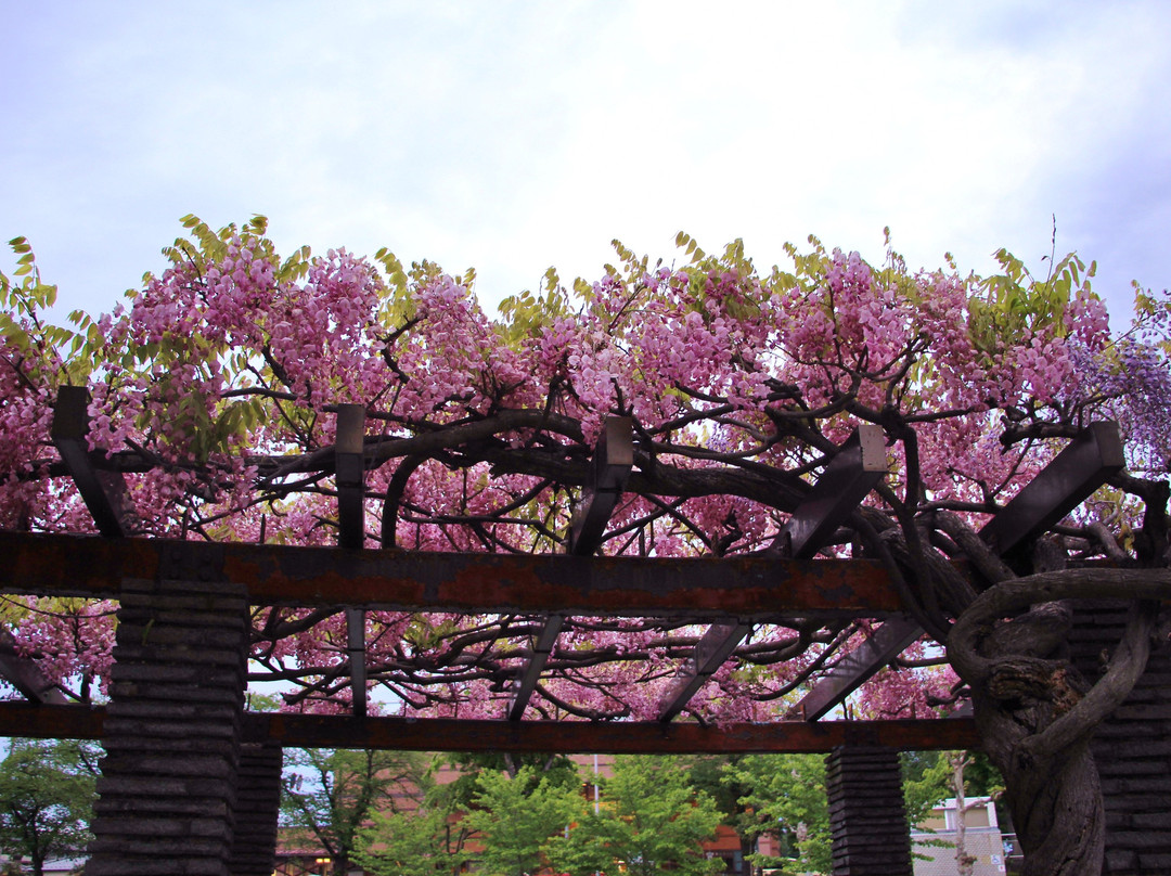 Shimonuma Park-东松山市必去景点