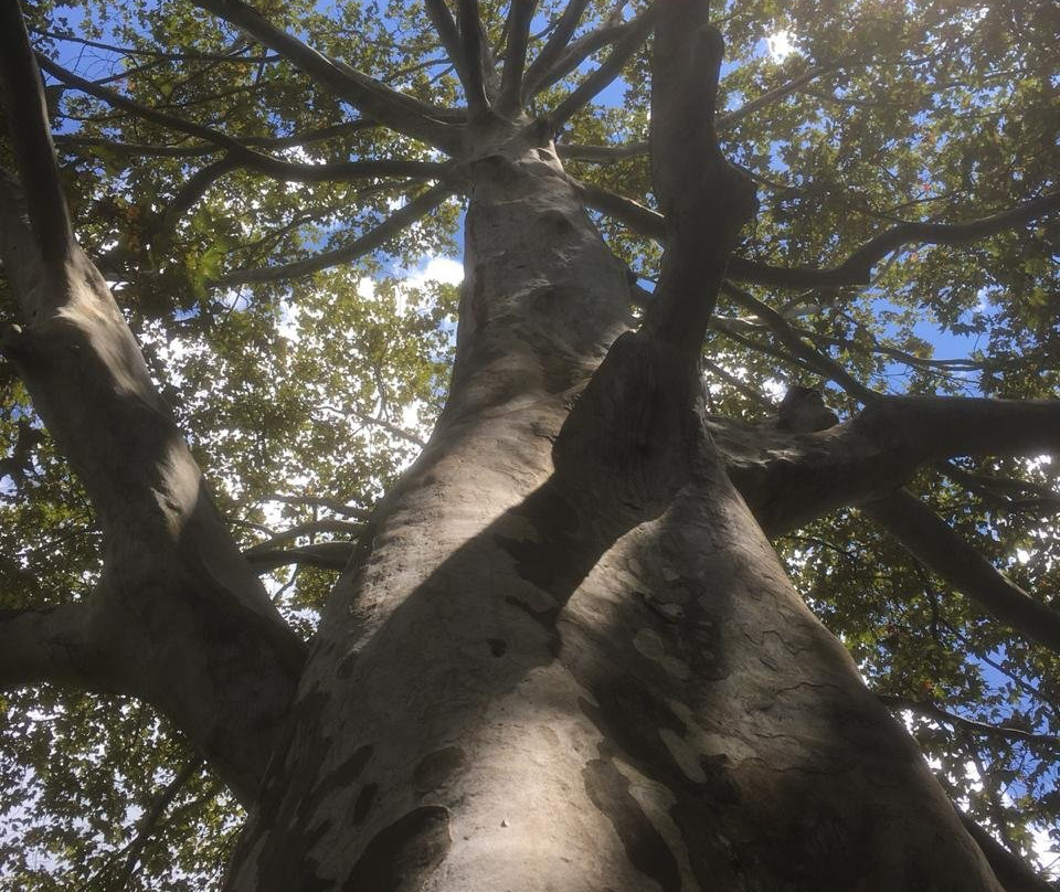 Jardin Botanico Francisco Javier Clavijero-哈拉帕必去景点