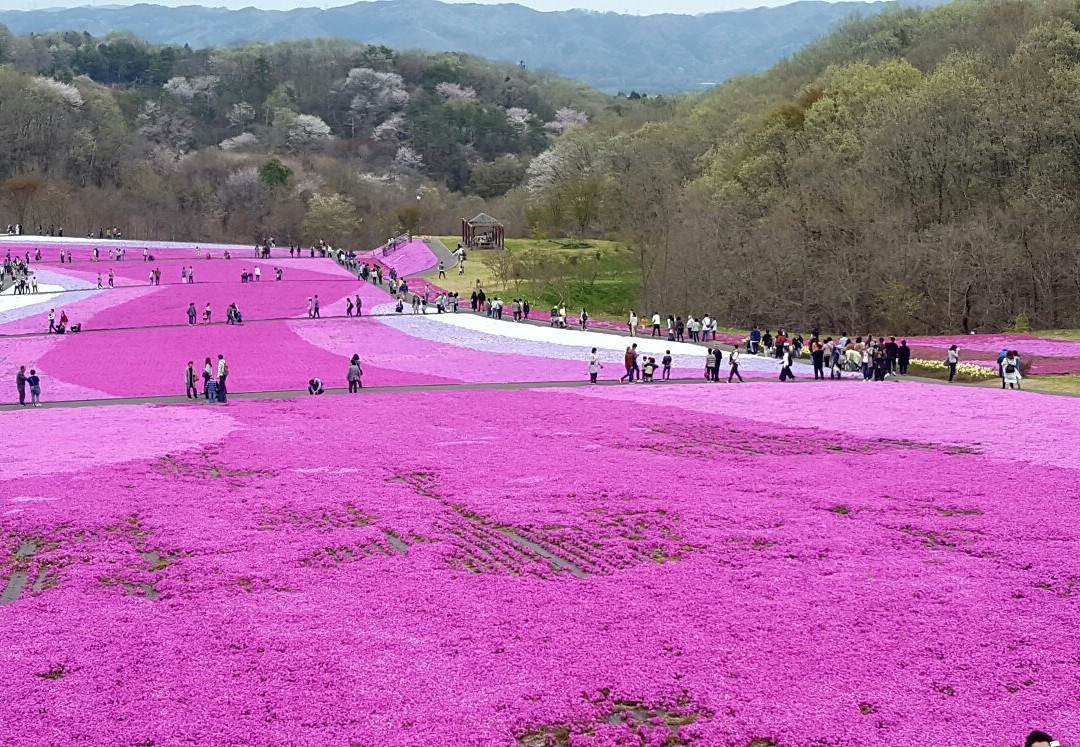 Ichikaimachi Shibazakura Park-市贝町必去景点
