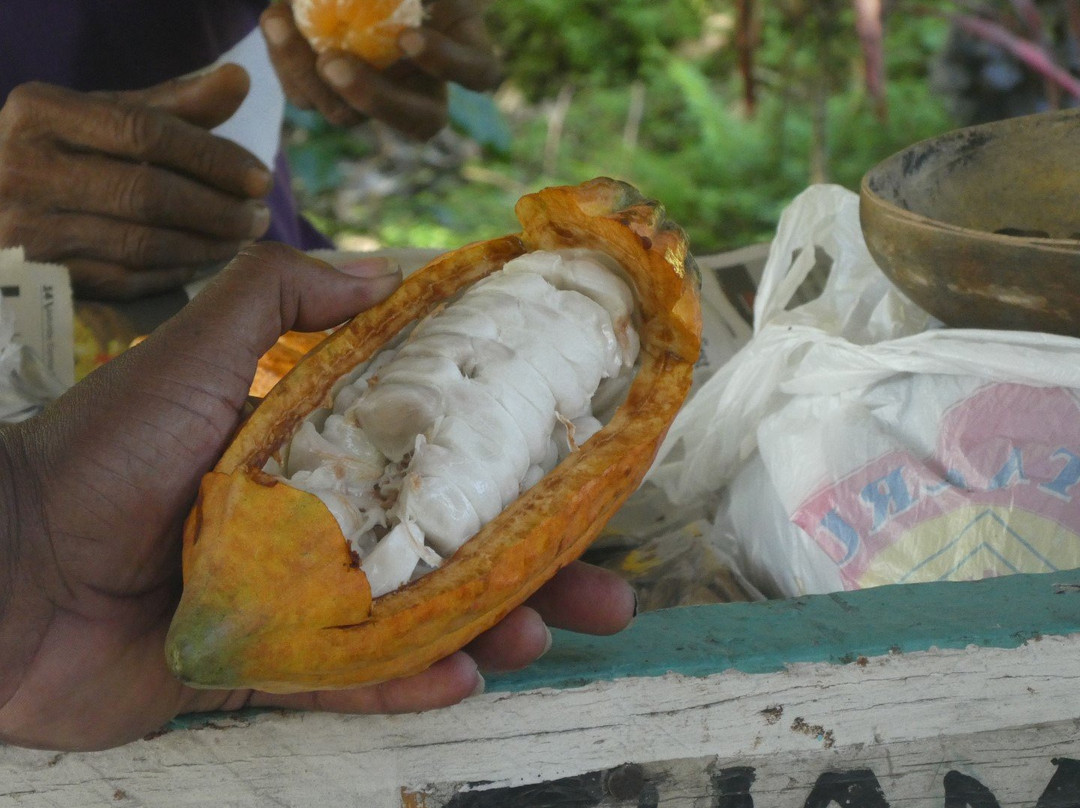 Trinidad & Tobago Sightseeing Tours-西班牙港必去景点