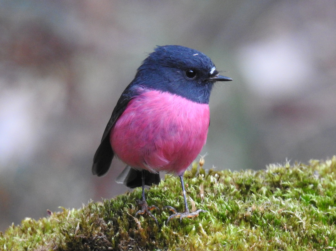 Inala Nature Tours-布鲁尼岛必去景点