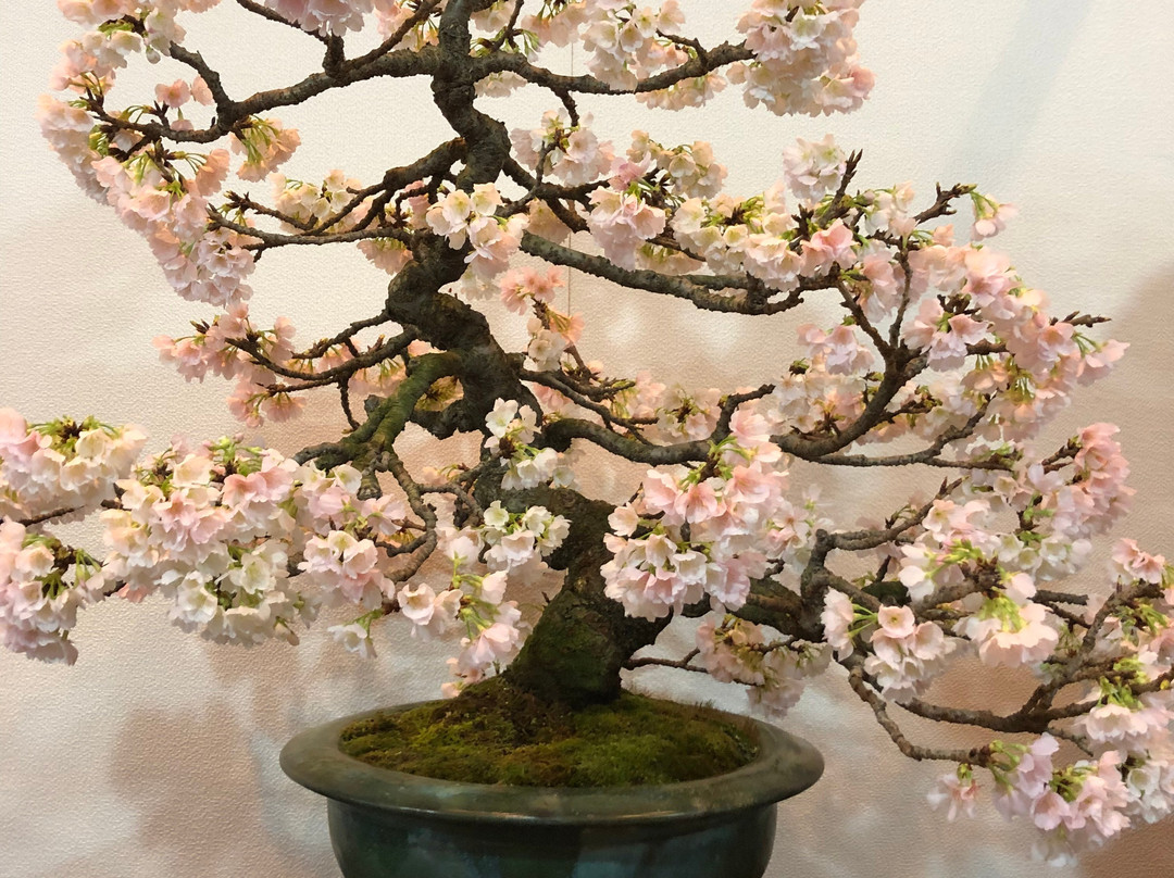 Kokufu Bonsai-Ten-Uenokoen必去景点