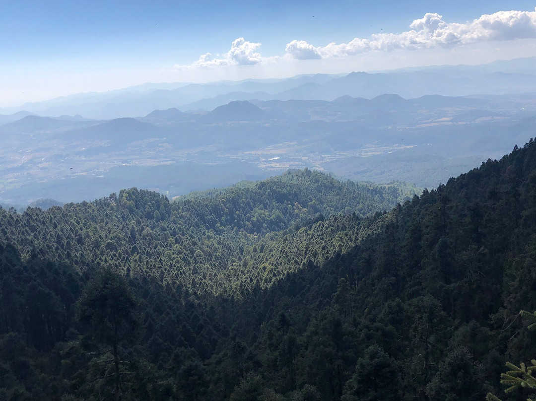 Sierra Chincua Butterfly Sanctuary景点图片