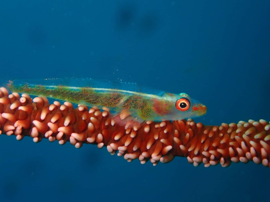 Puahele Diving Tour景点图片