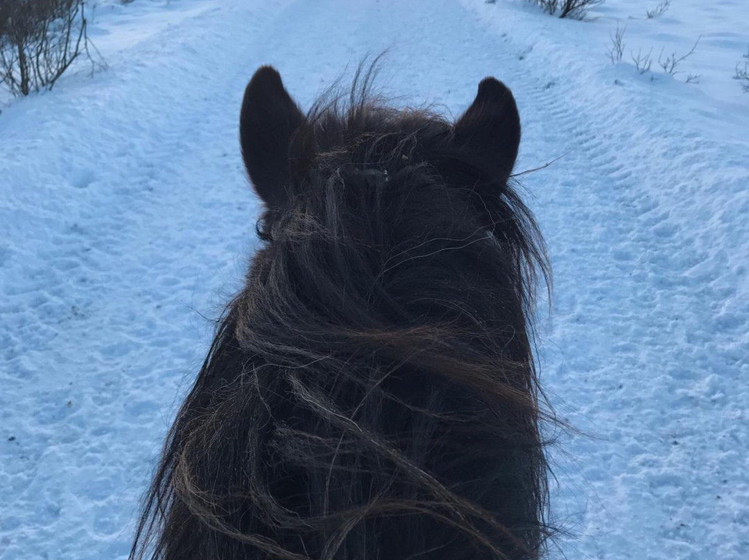 冰岛骑马之旅景点图片