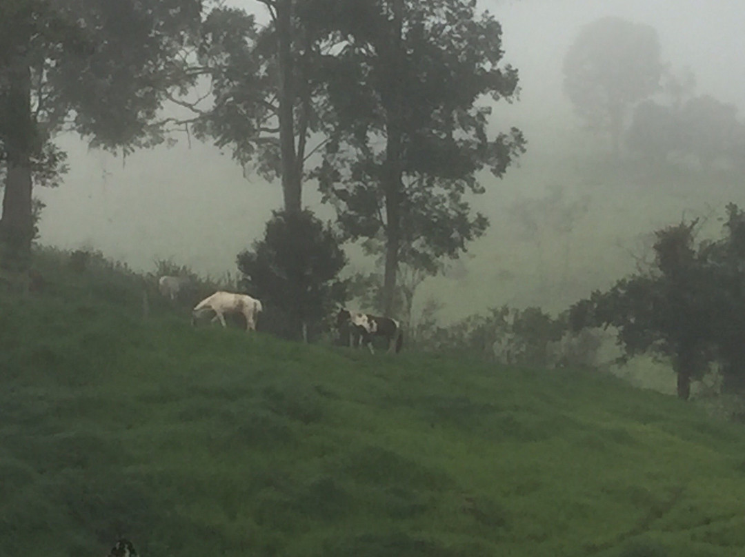 Fazenda Sao Luiz主图