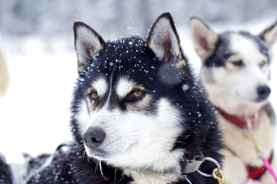 哈士奇雪橇之旅-基律纳必去景点