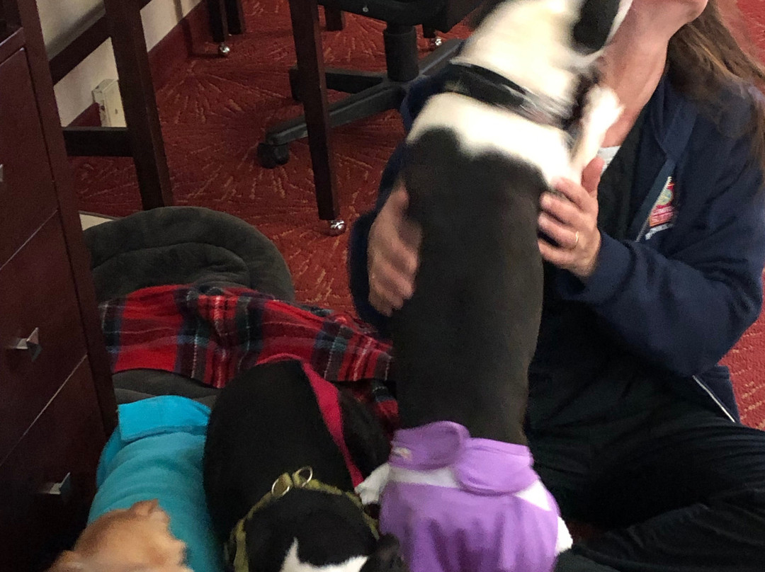 Comfort Suites Mineral Wells主图