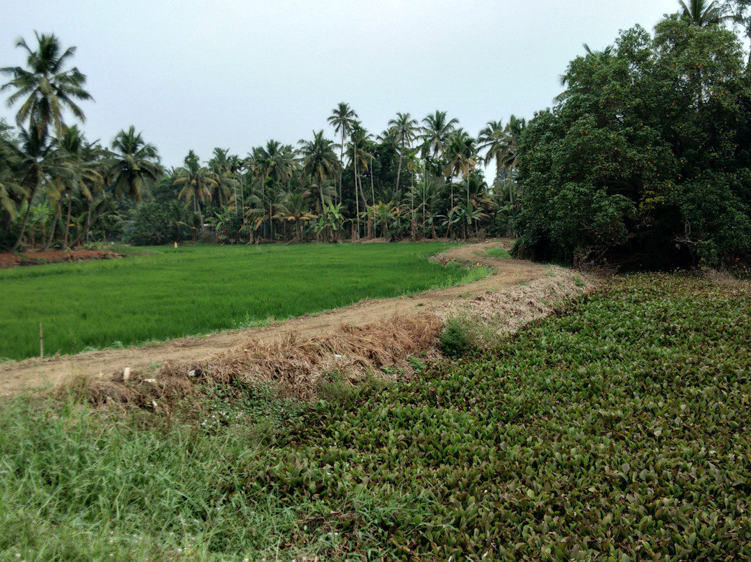 Gokulam Heritage Homestay主图