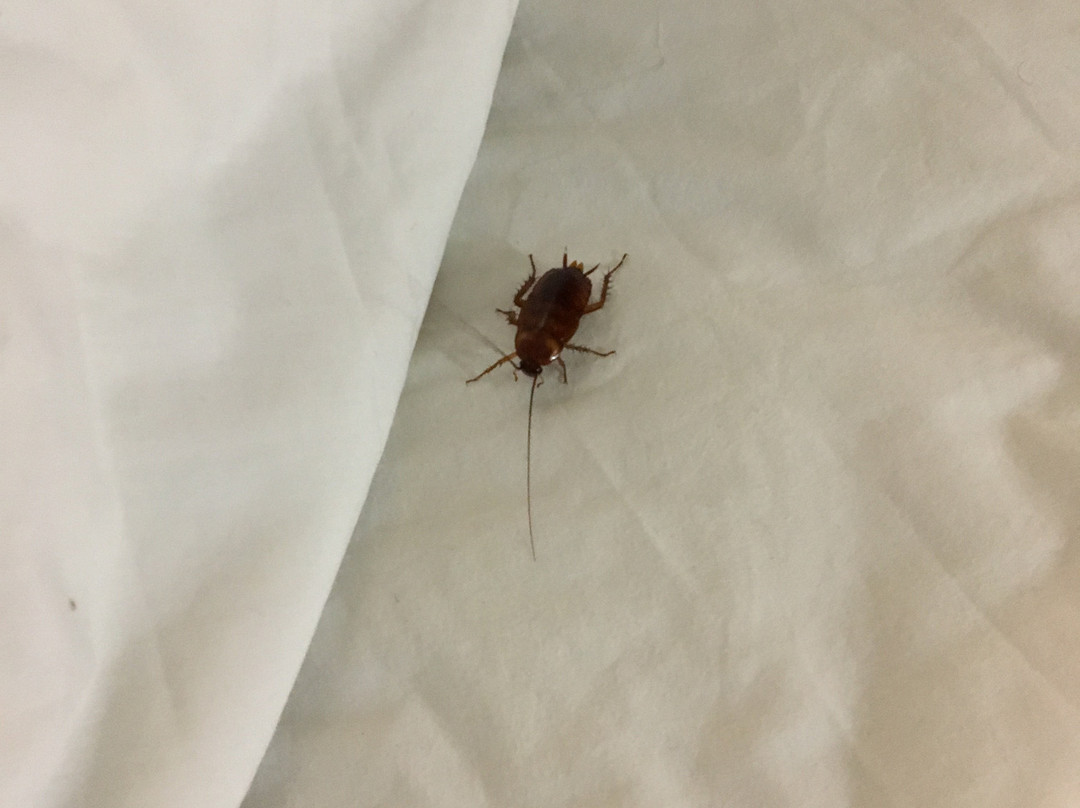 Americas Best Value Inn Pharr主图