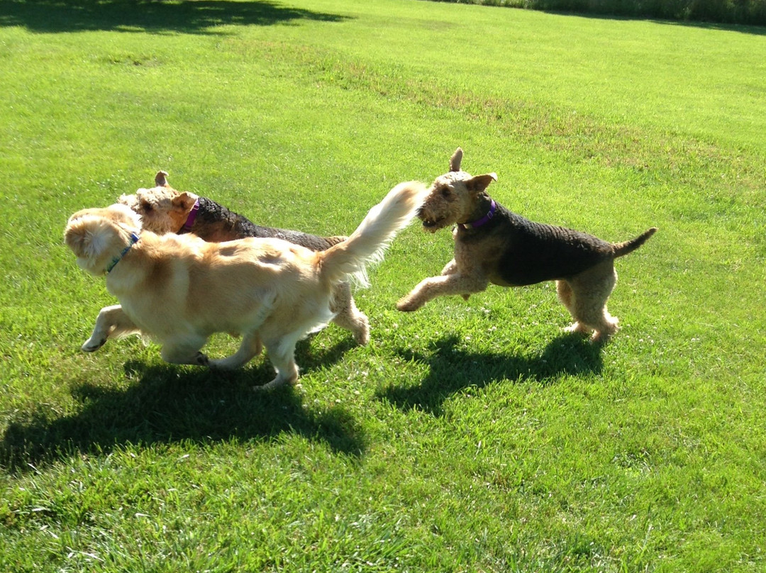 Fetch Dog Park-Danville必去景点