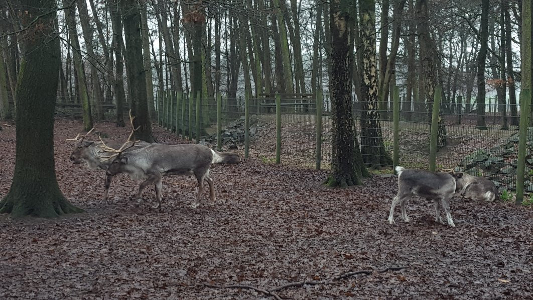 Wildpark Frankenhof-Reken必去景点