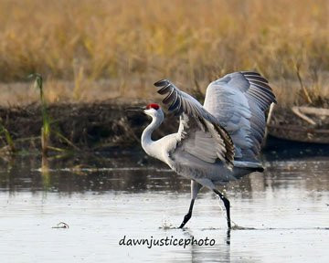 Isenberg Crane Reserve-洛迪必去景点