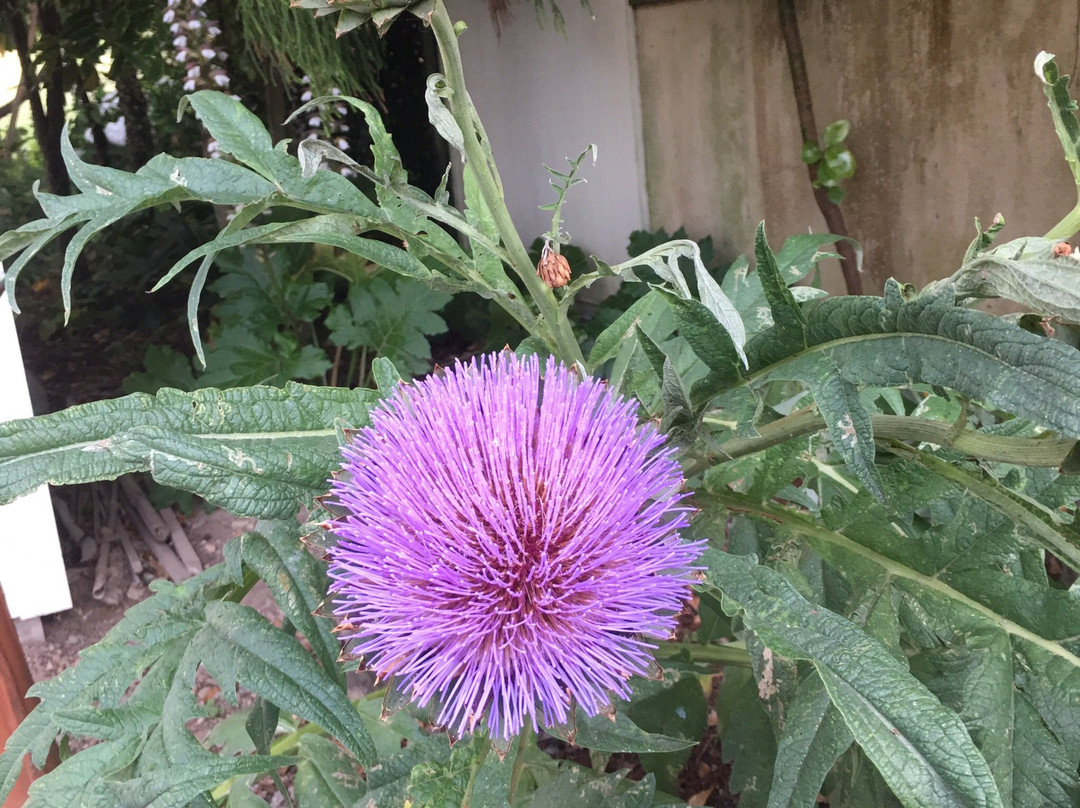 Lavender Creek Farm景点图片