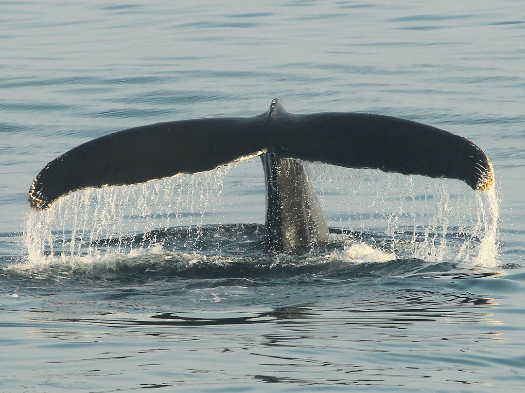Bar Harbor Whale Watch Co.景点图片