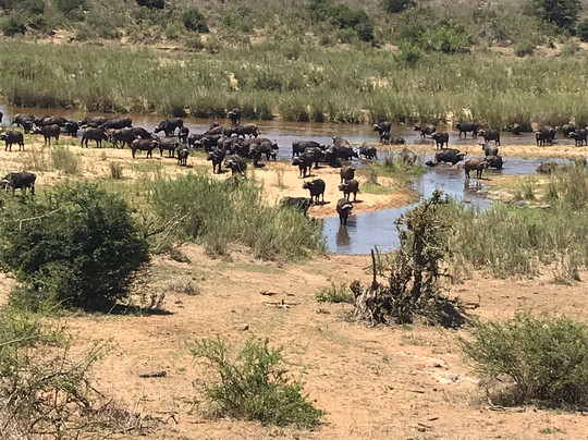 Vula Safaris-尼斯普鲁特必去景点