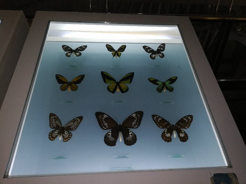 国家动物博物馆-北京市必去景点