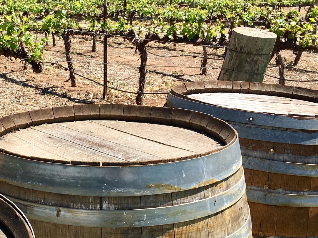 Reillys Wines Vineyard Walk景点图片
