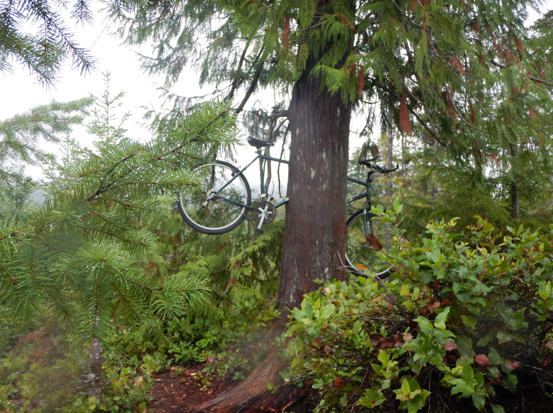 Cumberland Forest Mountain Bike Trails景点图片