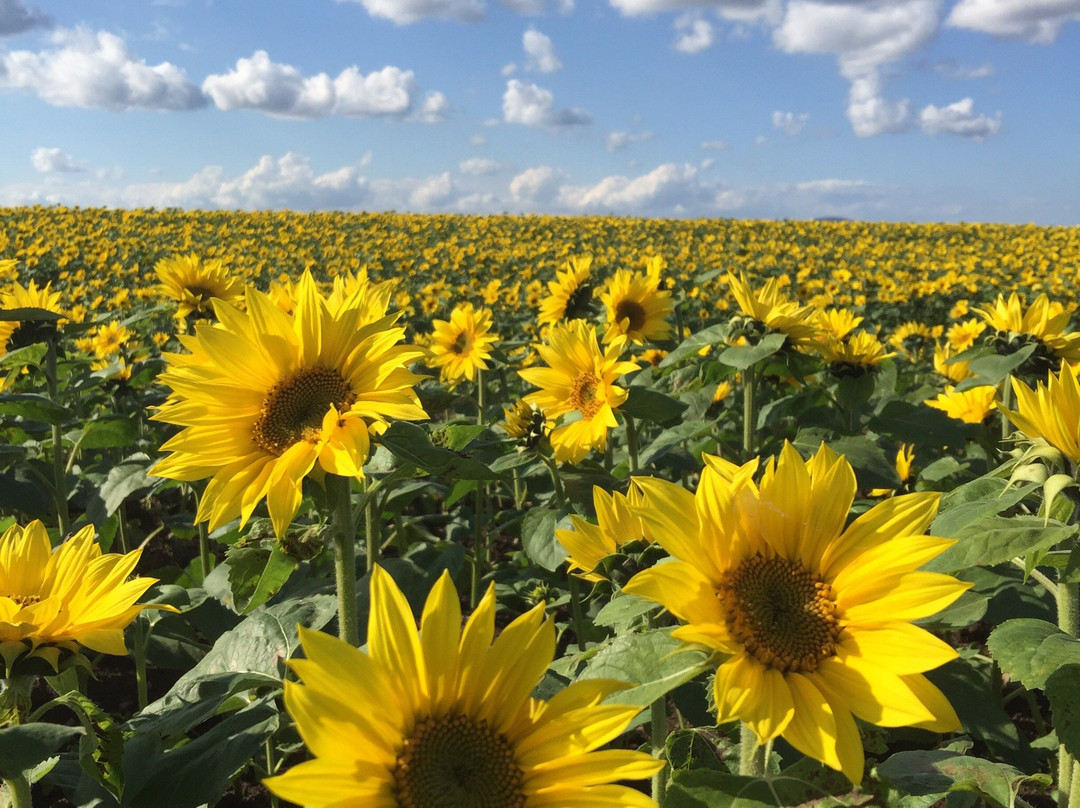 大空町 向日葵花田-大空町必去景点