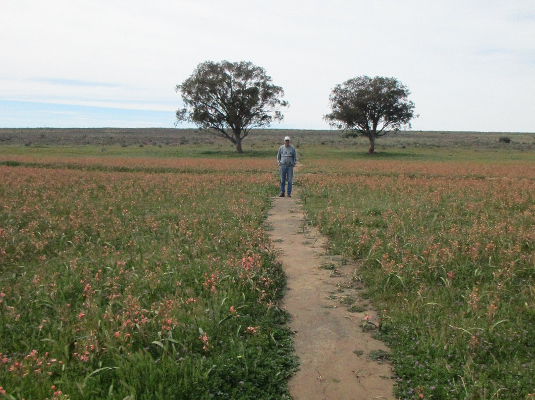 Hantam National Botanical Garden-Nieuwoudtville必去景点