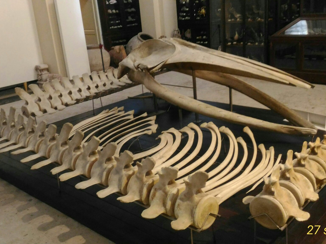 Museo Civico Emanuele Barba