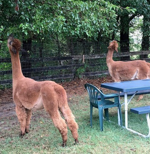 Alpaca Dreams景点图片