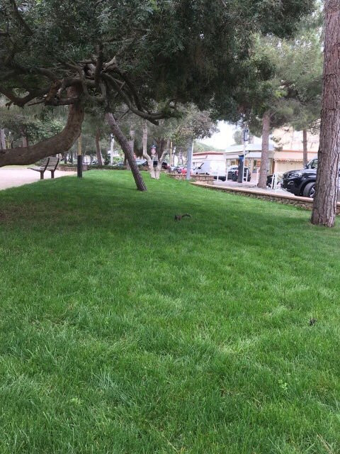 Parc de la Pinède-若安乐松必去景点