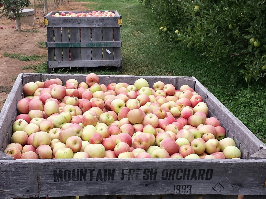 Mountain Fresh Orchards景点图片