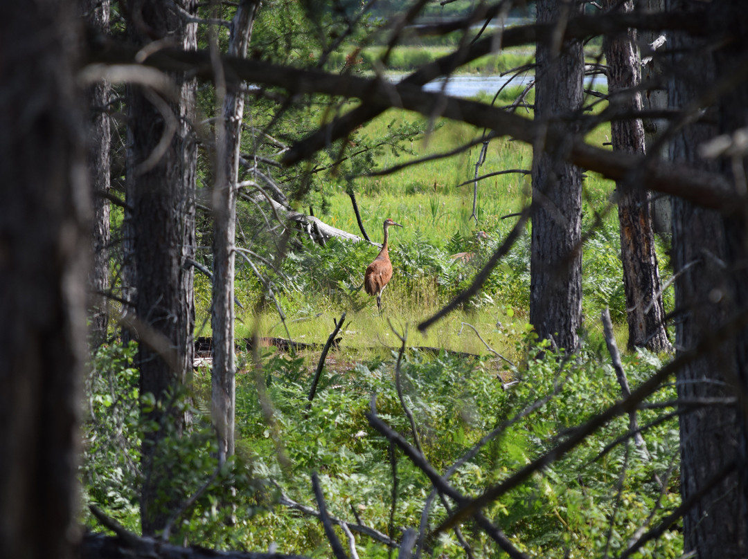 Seney National Wildlife Refuge景点图片