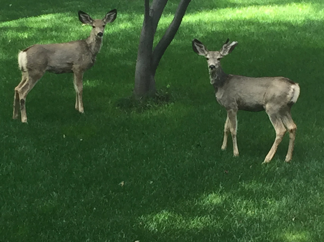 Marsh Creek Inn主图