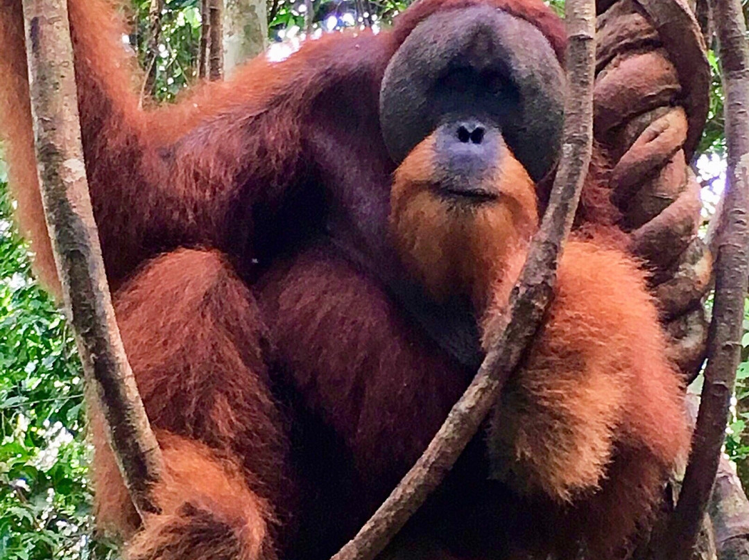 Bukit Lawang Travel-武吉拉旺必去景点