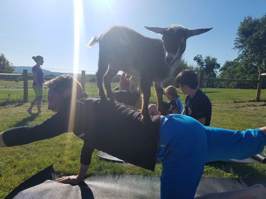 Cool Hollow Goat Yoga景点图片