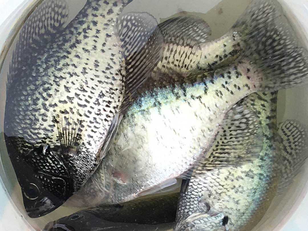 Hoover Mudflats Boardwalk at Hoover Reservoir-Galena必去景点