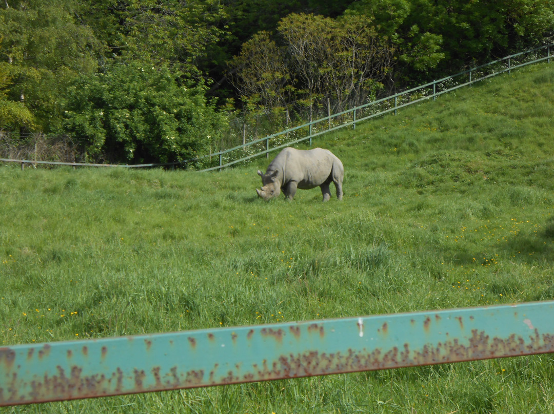 Port Lympne Reserve景点图片