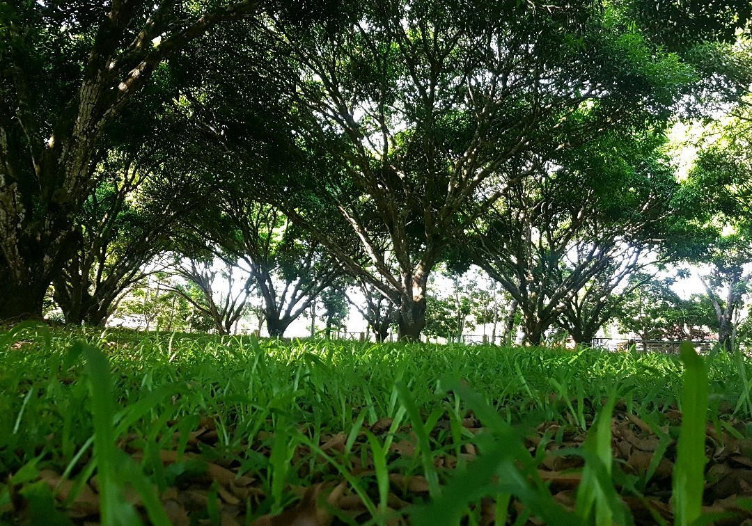 Oro Verde Mango Plantation景点图片