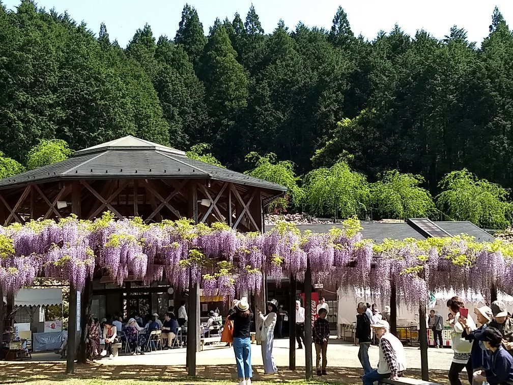 Shirai Omachi Fuji Park-朝来市必去景点