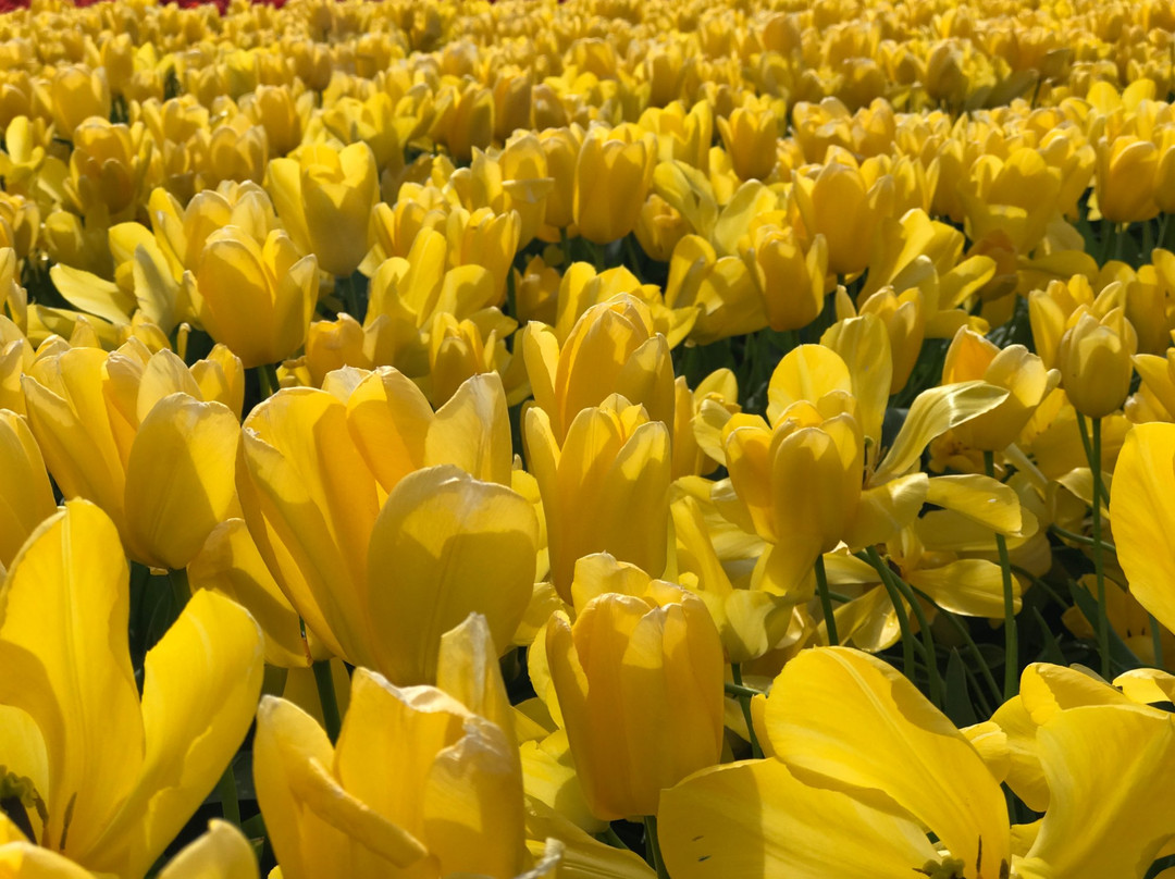 Tulip Town-弗农山必去景点