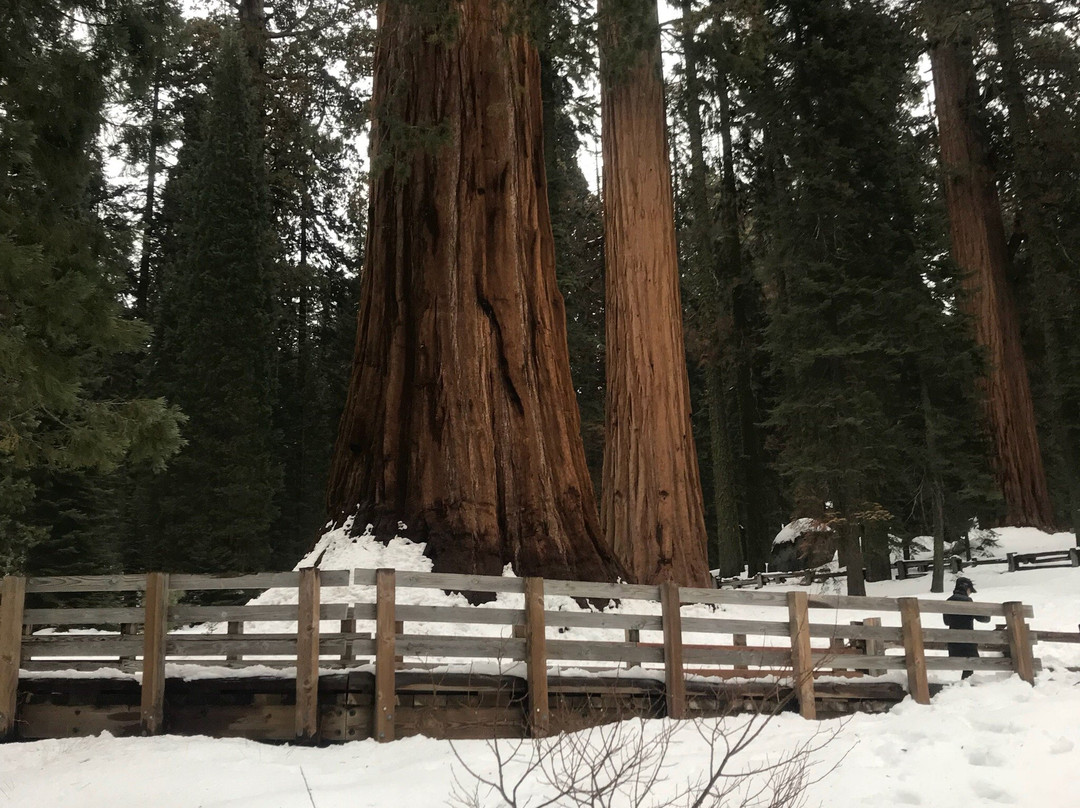 Giant Sequoia National Monument景点图片