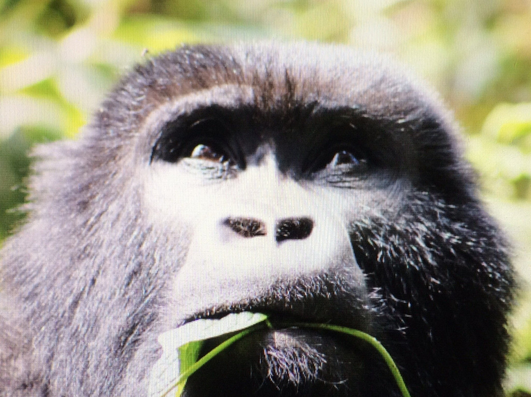 Umubano Tours - Day Tours-Ruhengeri必去景点