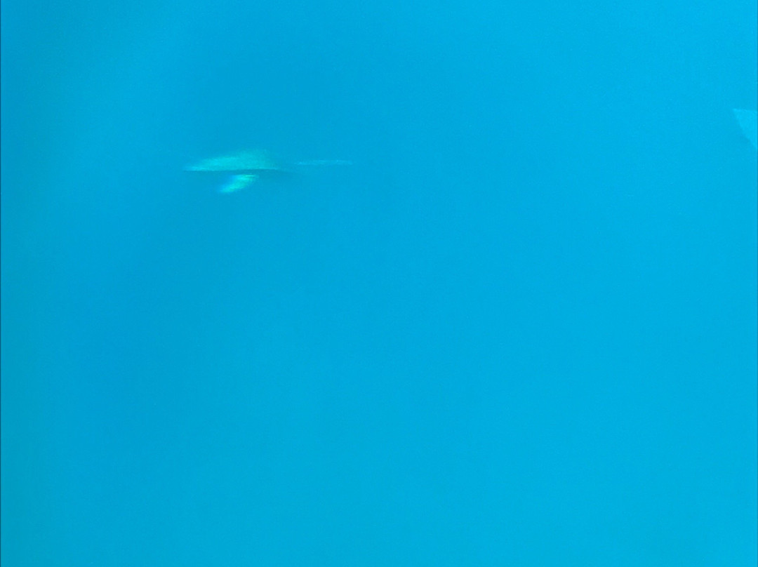 Yellow Submarine Tours-居斯塔维亚必去景点