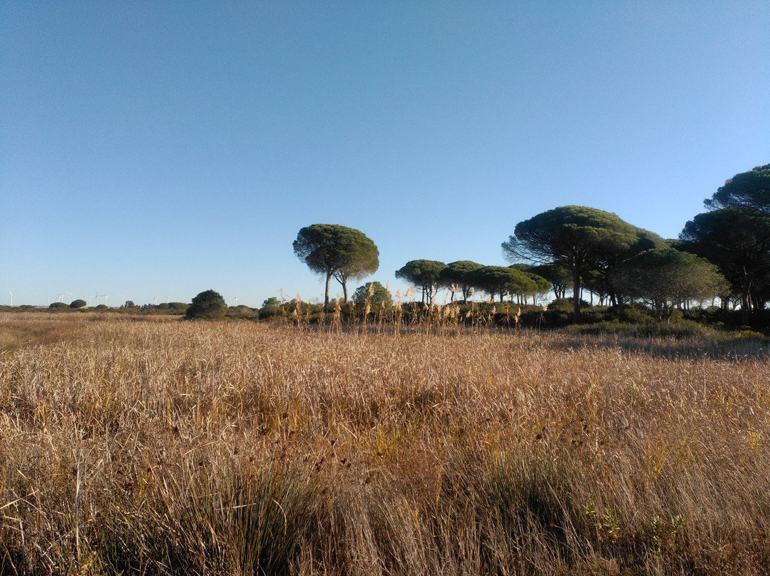 Puerto Real旅游景点-Pinar de Las Yeguas