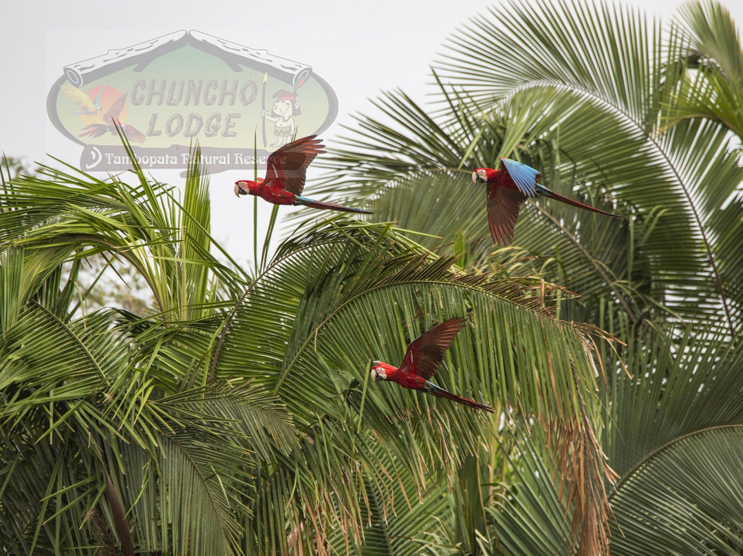 Chuncho Macaw Clay Lick景点图片