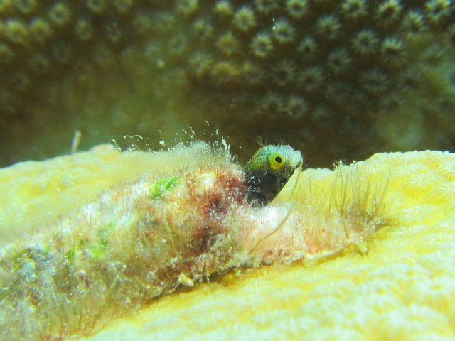 Dive Cabarete-苏莎亚必去景点