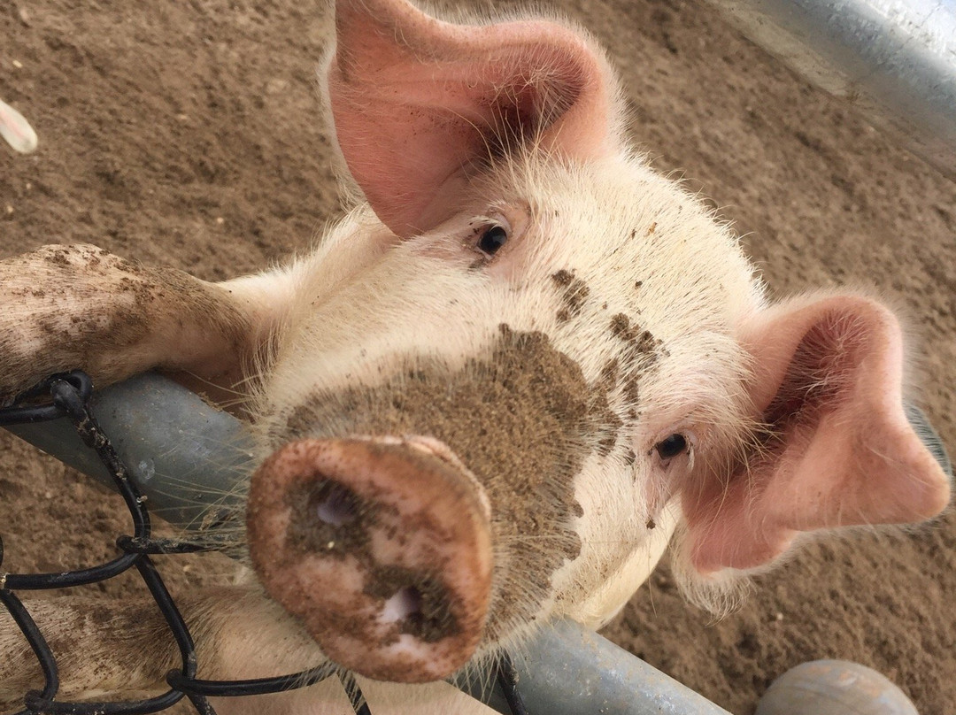 Animal Farm Petting Zoo景点图片