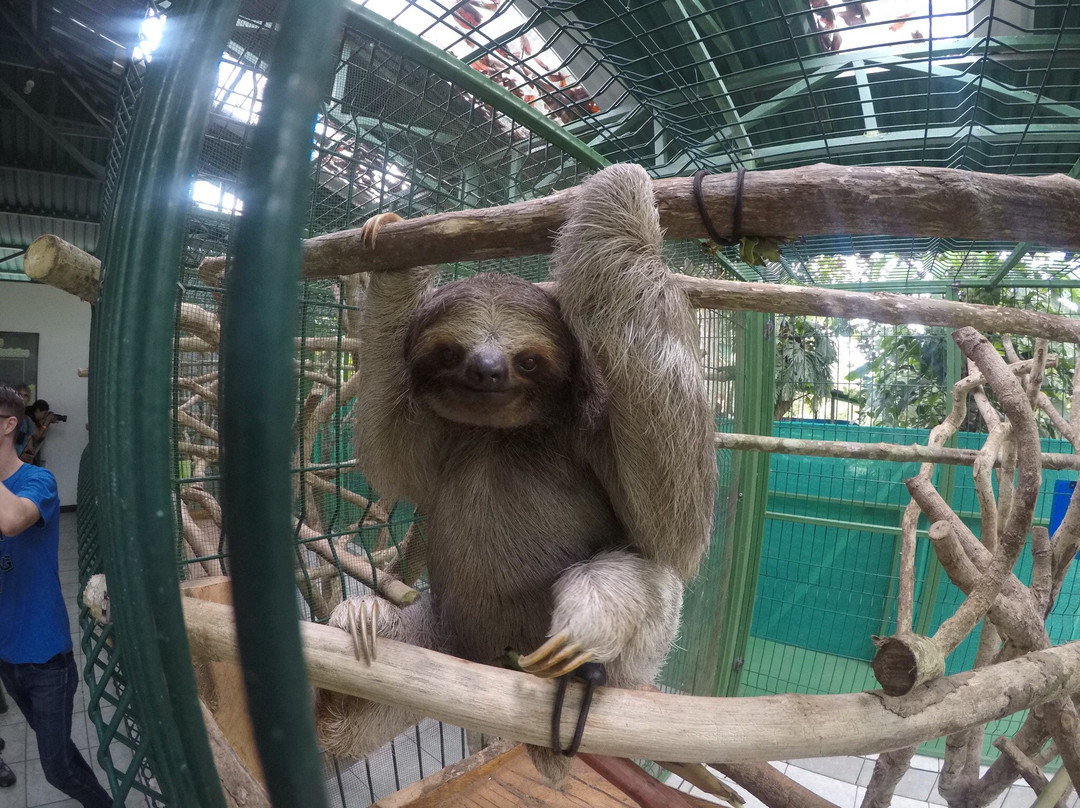 Sloth Sanctuary of Costa Rica景点图片