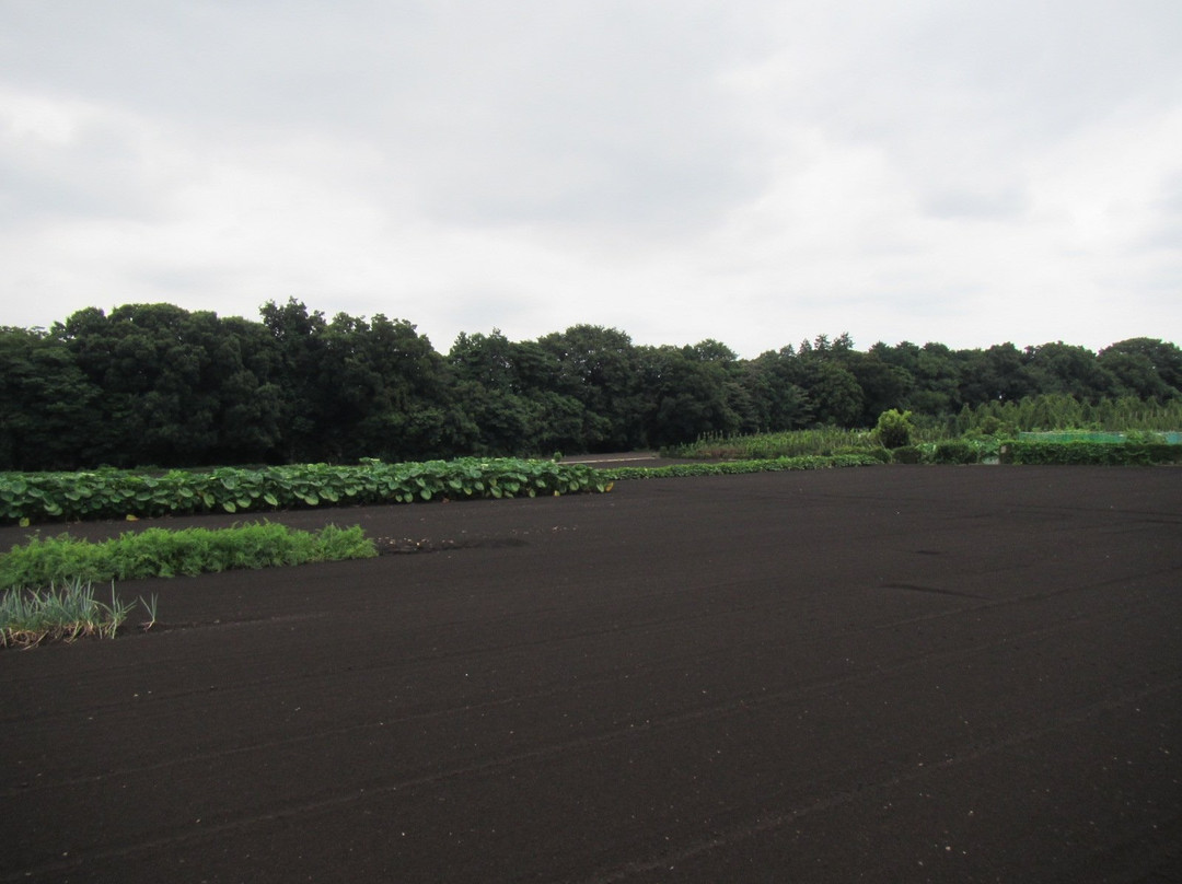 Okada Ruins-寒川町必去景点