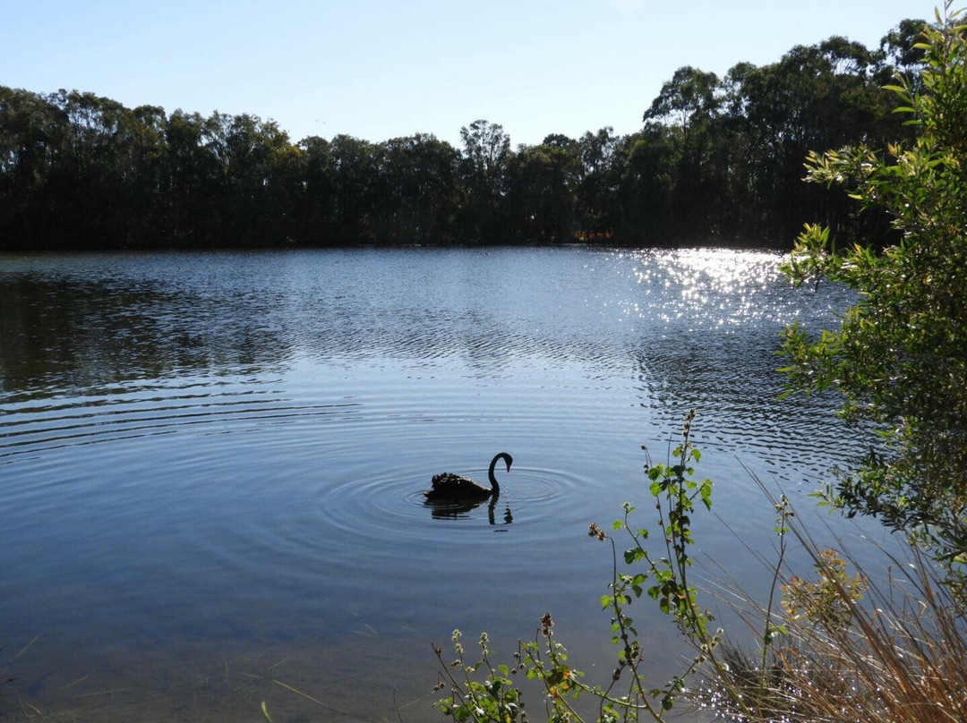 Black Swan Lake-Bundall必去景点
